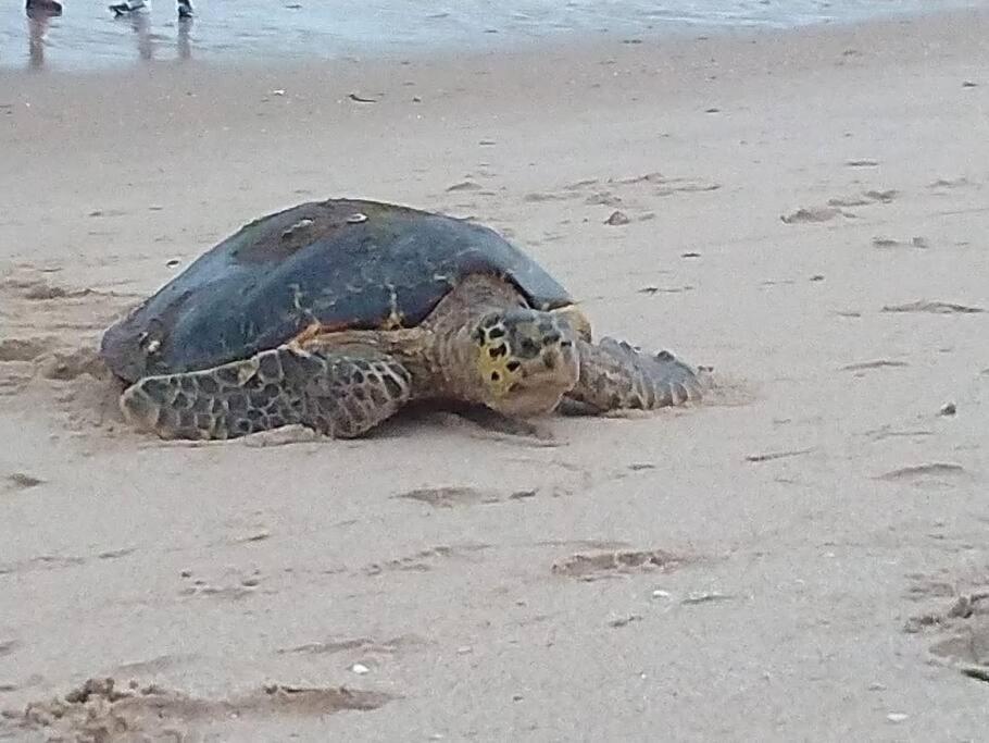 Joao Pessoa, A Dois Passos Do Paraiso, 2 Suites Com A/C, Vista Panoramica Para O Mar Do Bessa, Portaria 24H E 2 Vagas De Garagem المظهر الخارجي الصورة
